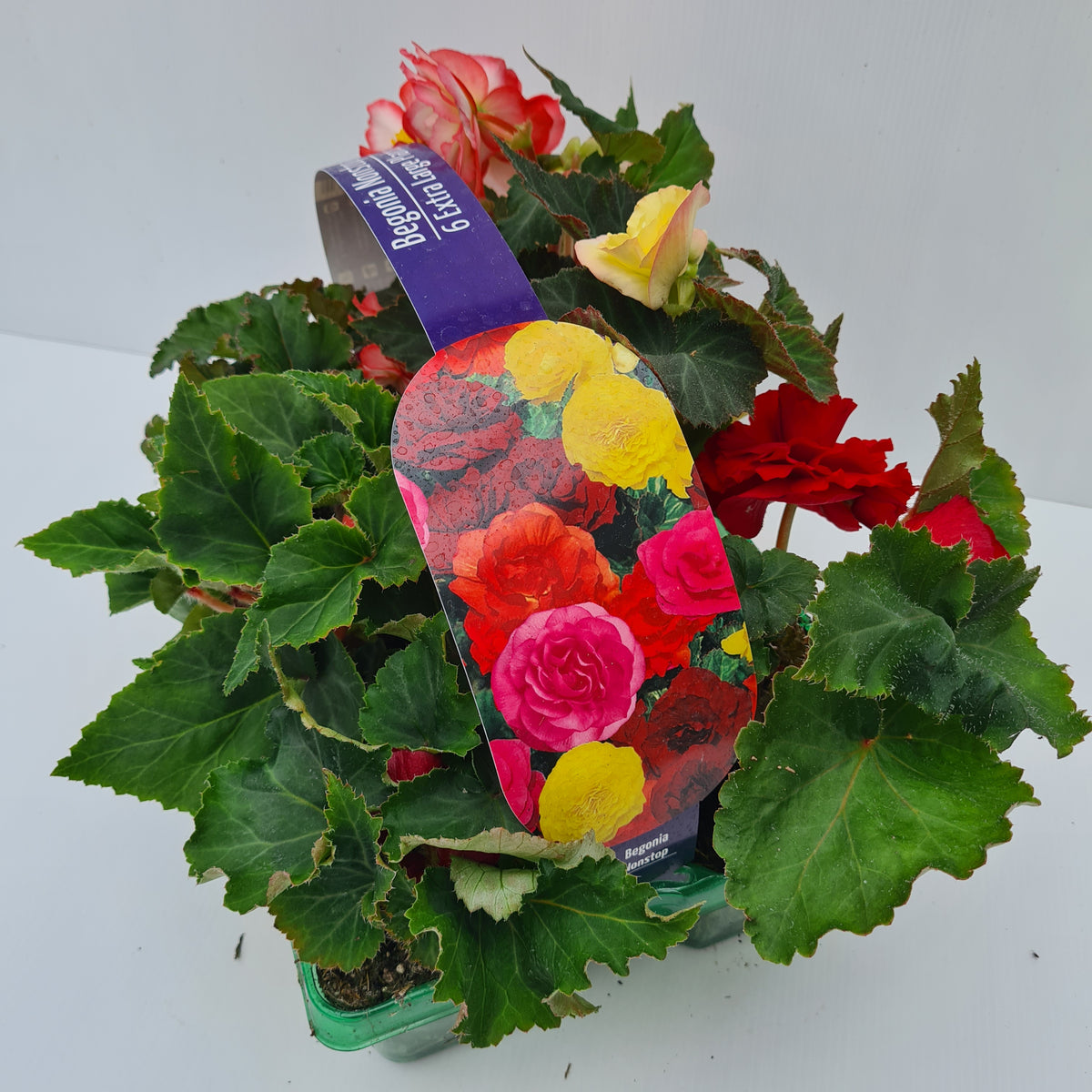 Begonia tuberous Nonstop Mixed – Whitakers Garden Centre