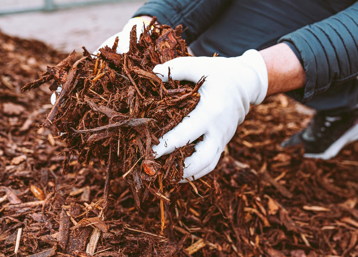 The Benefits of Using Composted Bark Mulch in Your Garden Whitakers