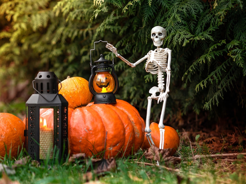 29 Easy Halloween Garden Ideas Whitakers Garden Centre