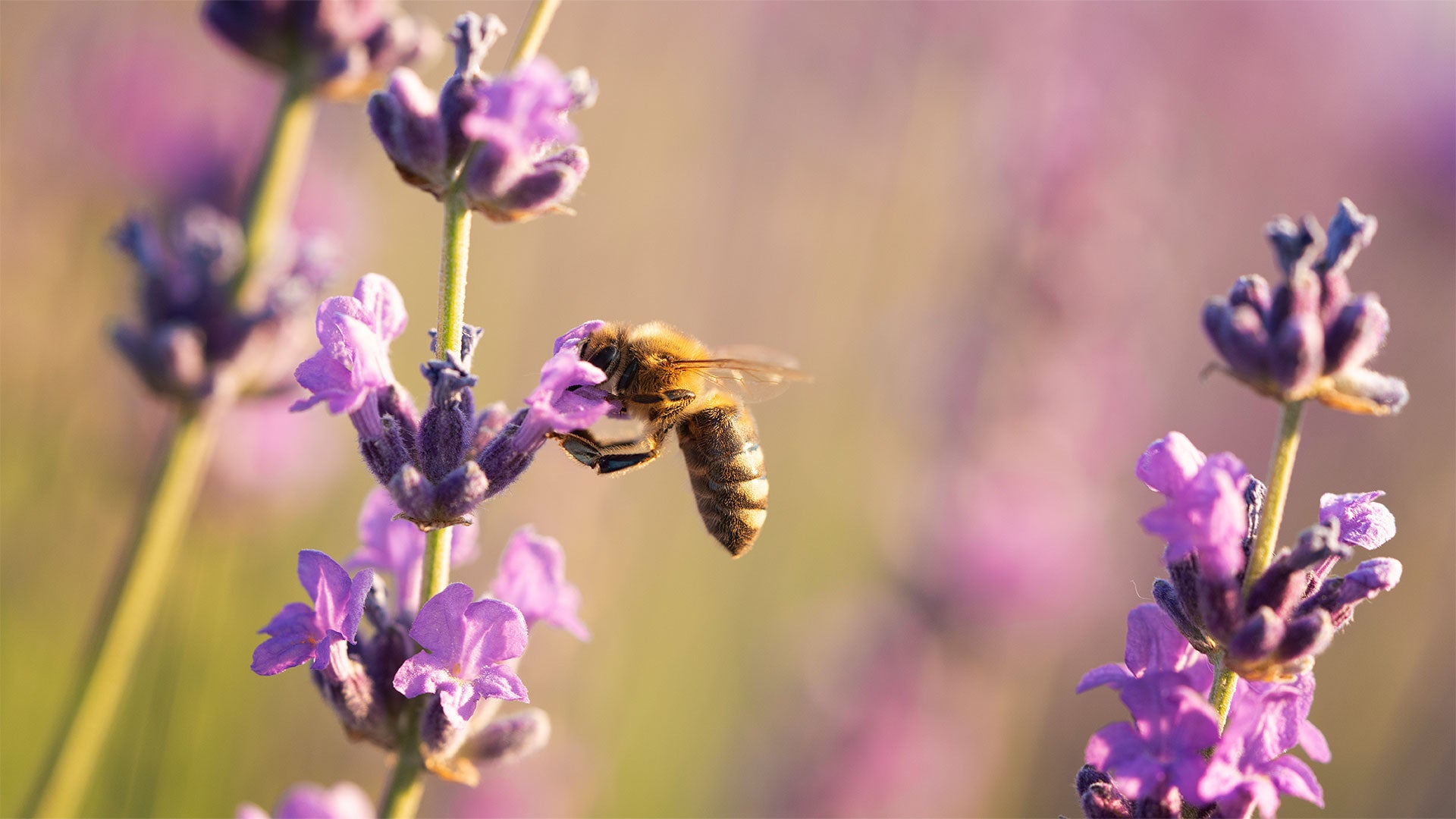 How to Attract Bees to Your Garden: A Comprehensive Guide  Whitakers Garden  Centre