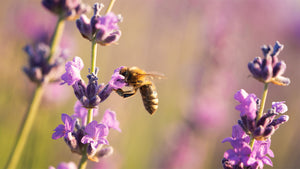 Attracting Bees to Garden: Easy Tips for a Buzzing Backyard