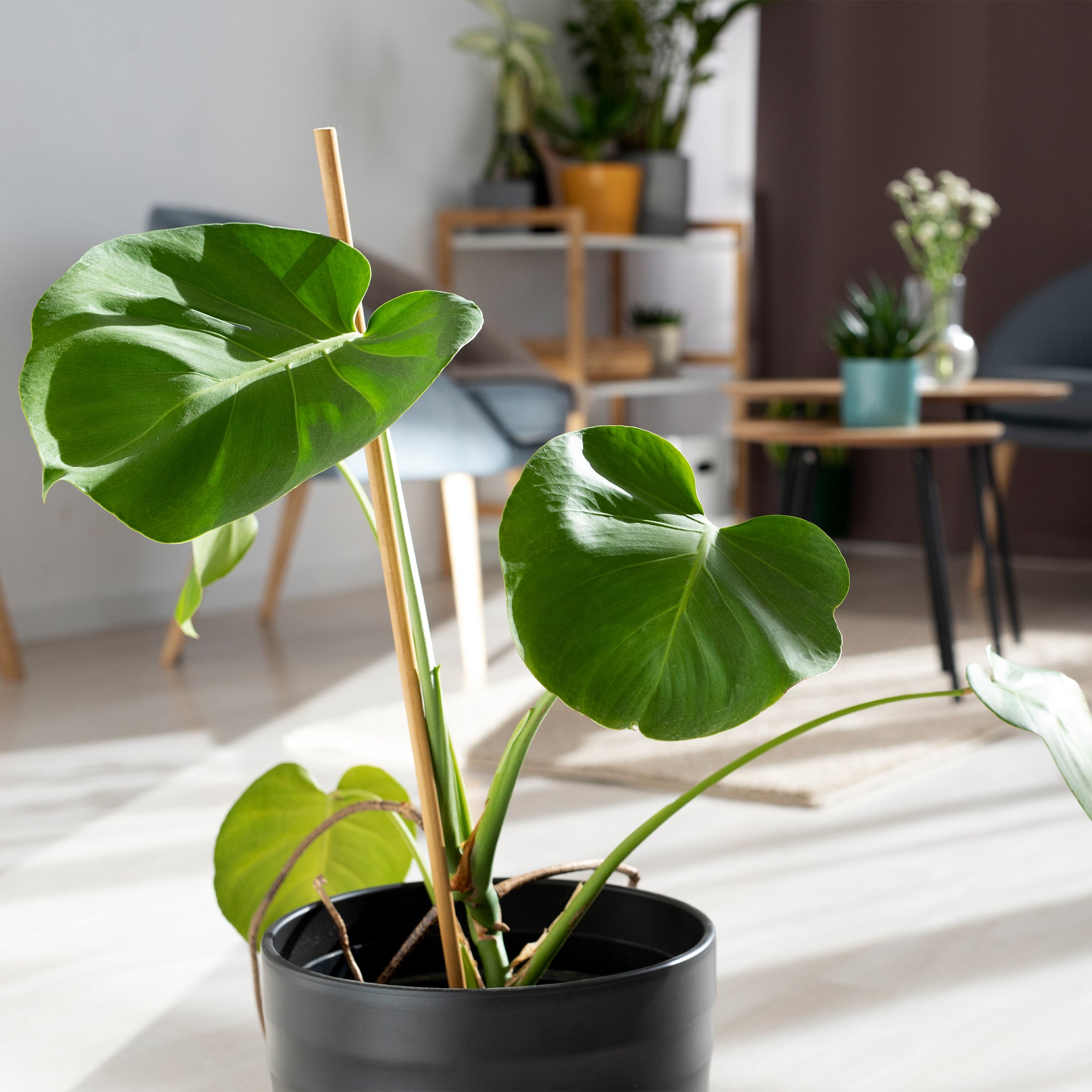jade plant in a pot Jade Pothos Houseplant - Medium (7"-8" tall) Bubblegum Planter