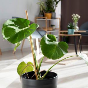 What type of compost should you use for indoor plants?
