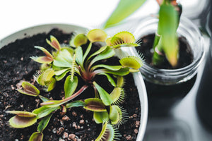 How to get rid of houseplant flies