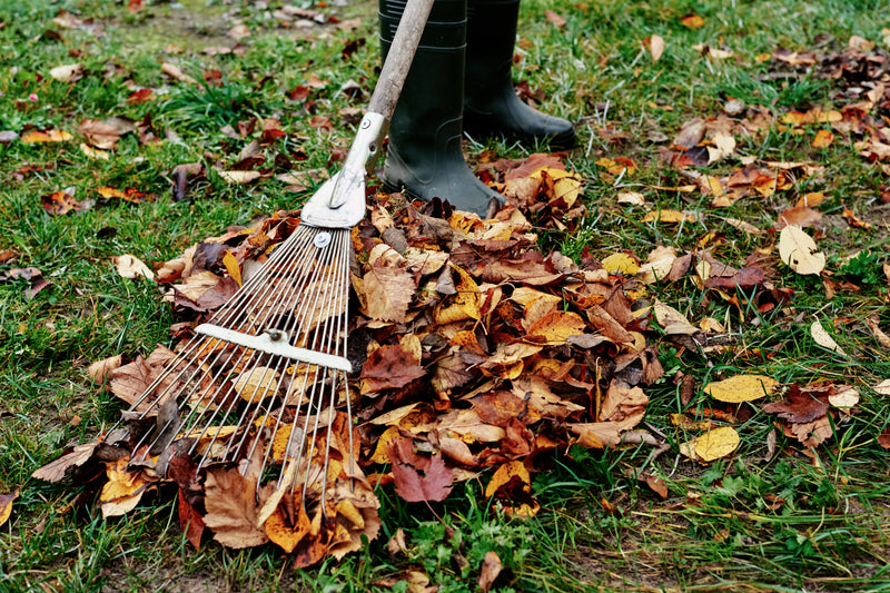 Gardening Jobs to do in Autumn – Whitakers Garden Centre