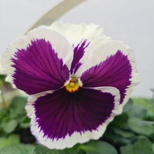 Pansy White Blotch