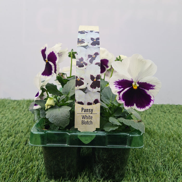 Pansy White Blotch