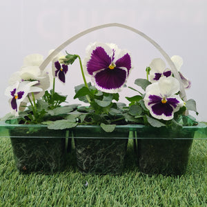 Pansy White Blotch