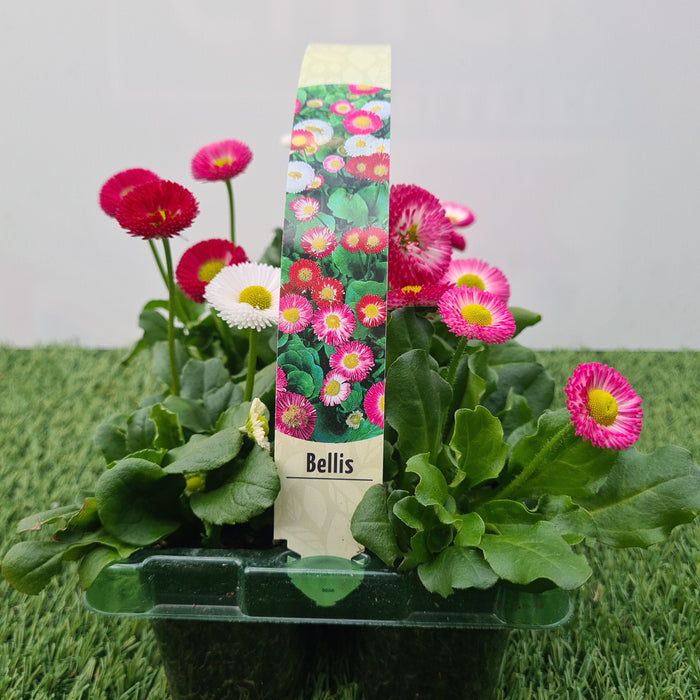 Bellis Mix - 6 pack