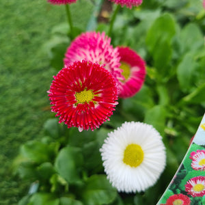 Bellis Mix - 6 pack