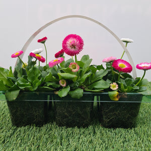 Bellis Mix - 6 pack