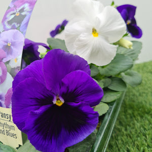 Pansy Rhythm and Blues