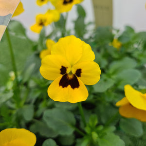 Viola Yellow Blotch