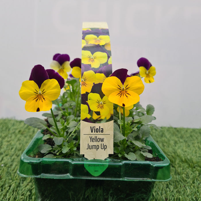 Viola Yellow Jump Up