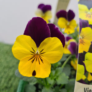 Viola Yellow Jump Up
