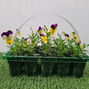 Viola Yellow Jump Up
