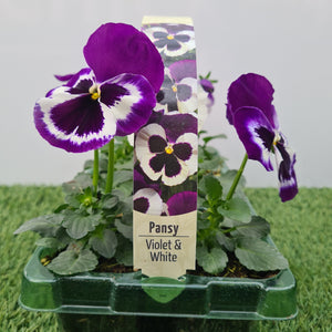 Pansy Violet and White