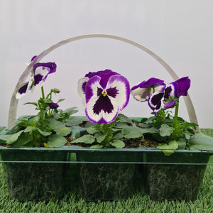 Pansy Violet and White