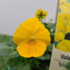 Viola Yellow