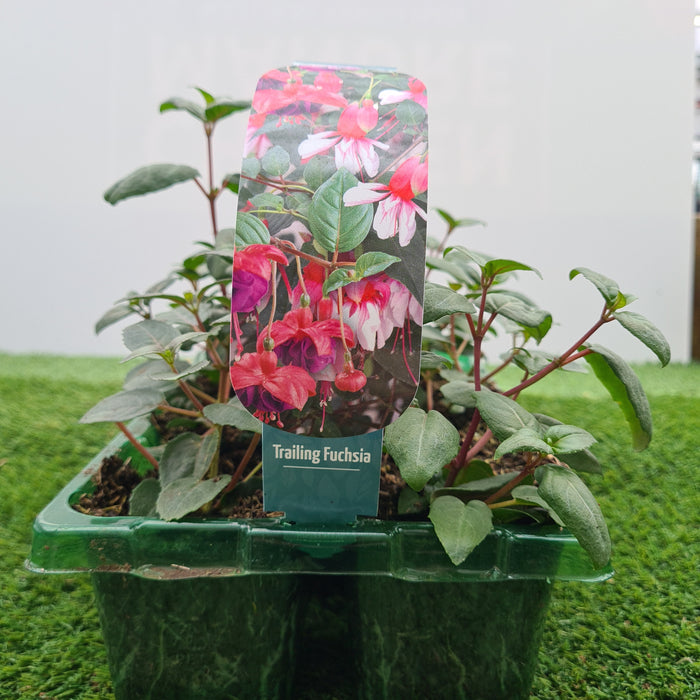 Fuchsia Trailing Mixed Pack
