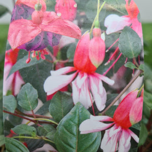 Fuchsia Trailing Mixed Pack