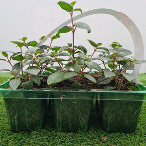 Fuchsia Trailing Mixed Pack