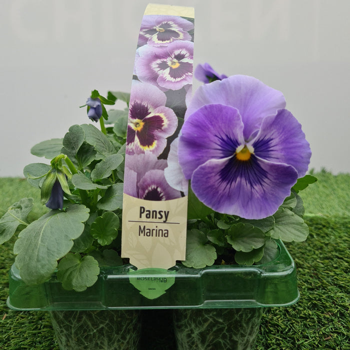 Pansy Marina