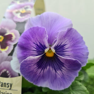 Pansy Marina