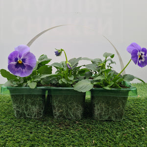 Pansy Marina