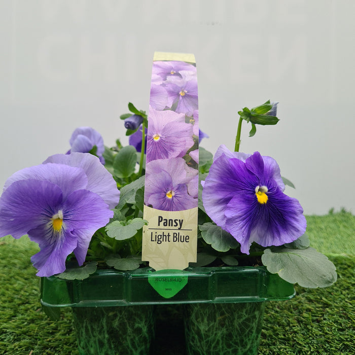 Pansy Light Blue