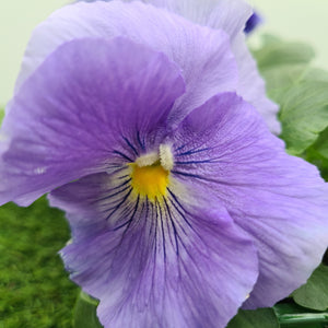 Pansy Light Blue