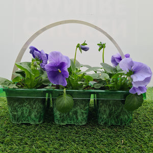 Pansy Light Blue