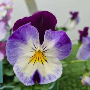 Pansy Trailing Violet Wing