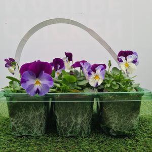 Pansy Trailing Violet Wing