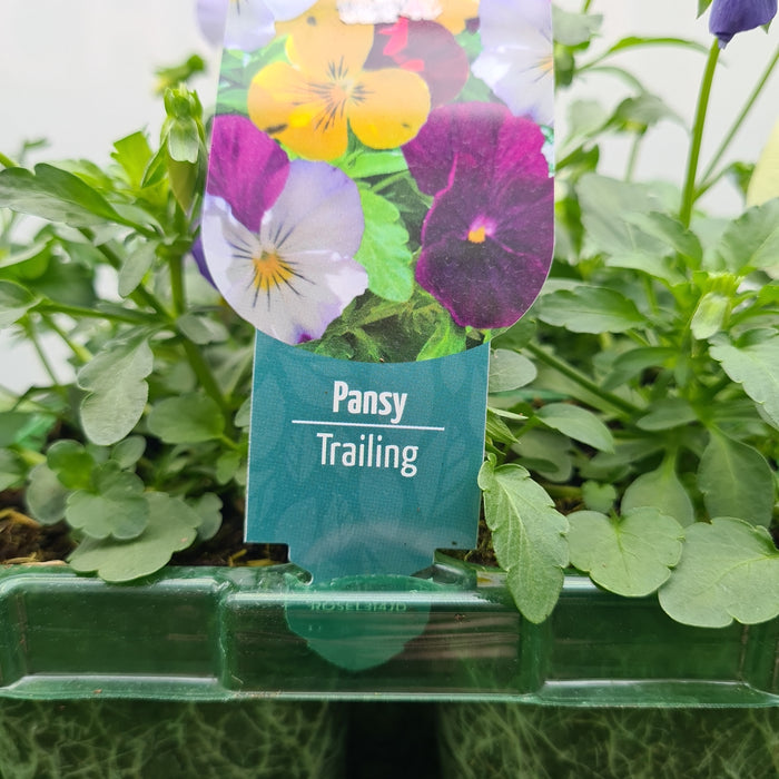 Pansy Trailing Mixed