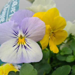 Pansy Trailing Mixed