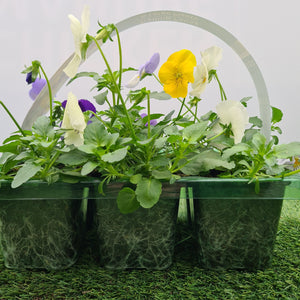 Pansy Trailing Mixed