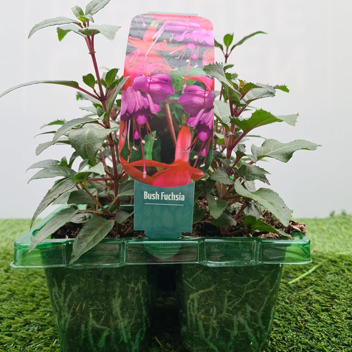 Fuchsia Bush Mixed