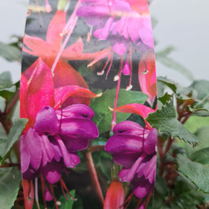 Fuchsia Bush Mixed