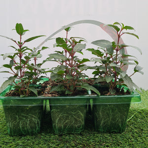 Fuchsia Bush Mixed