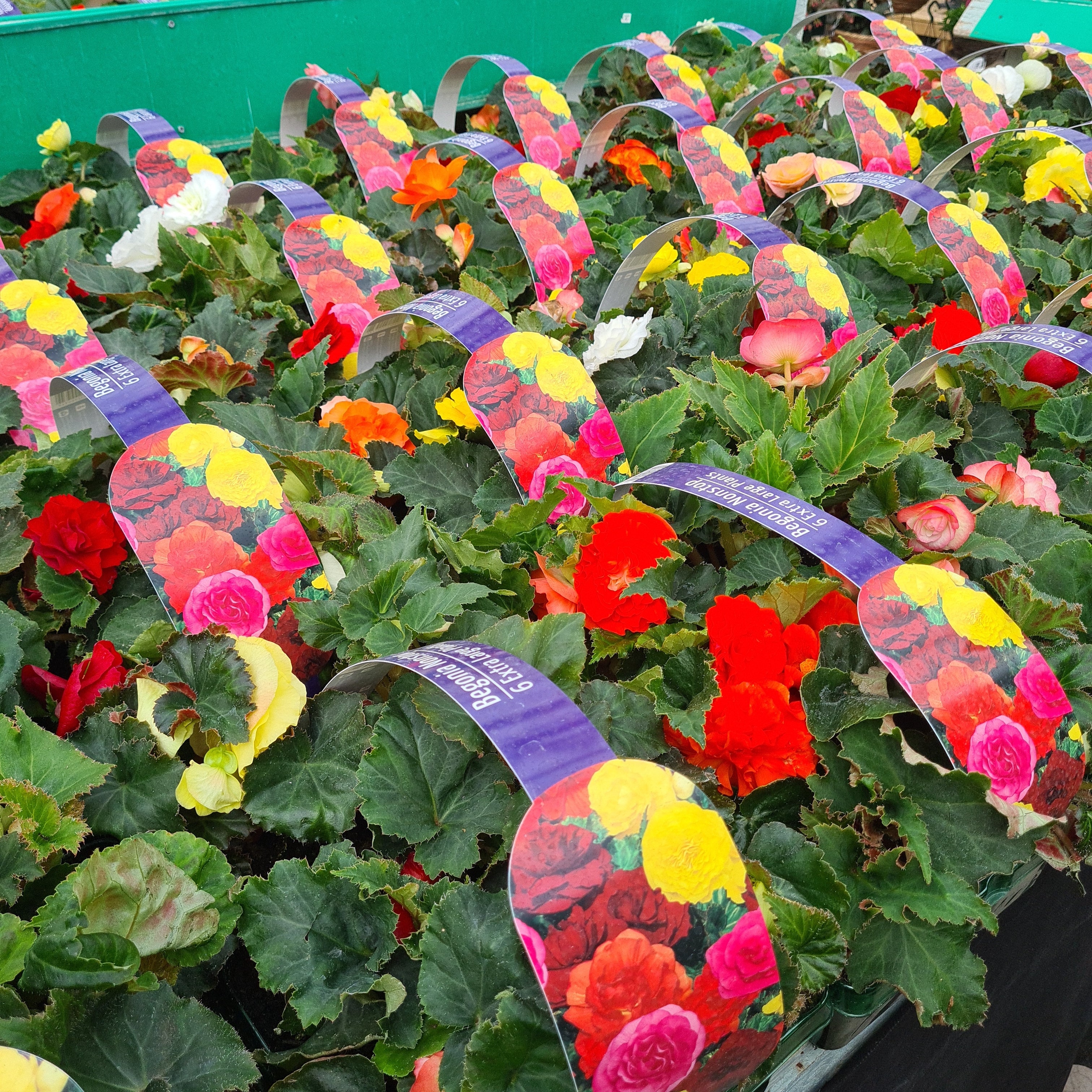 専用おまとめ　Begonia 他6点同梱宅配便発送 Begonia tuberous Nonstop Mixed – Whitakers Garden Centre