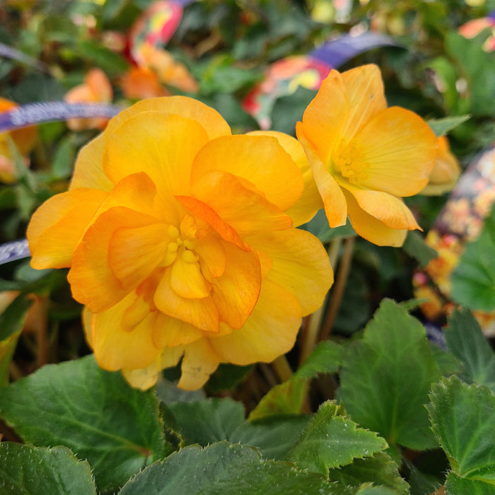 Trailing Begonia Apricot