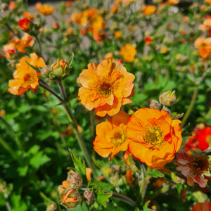 GEUM Totally Tangerine