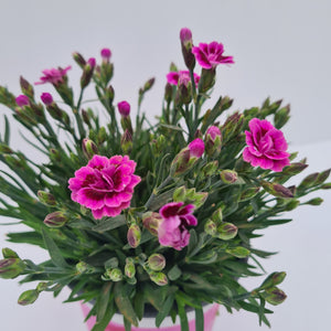 Dianthus Pink Kisses 1.5L