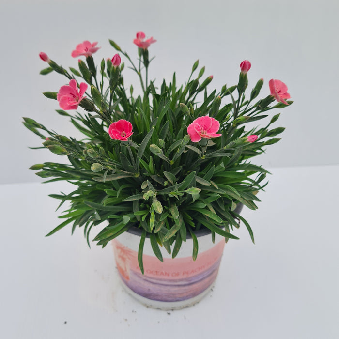 Dianthus Peach Party 1.5L