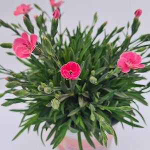 Dianthus Peach Party 1.5L