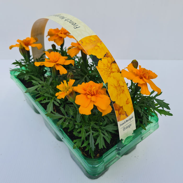 French Marigold Orange