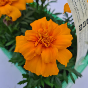 French Marigold Orange