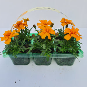 French Marigold Orange