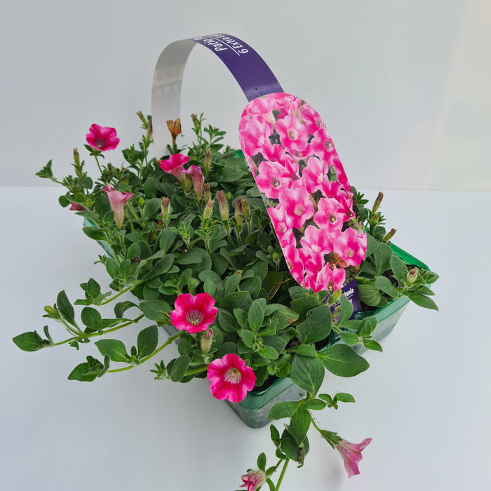 Petunia Trailing Rose Star